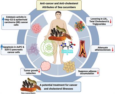 Anticancer and anticholesterol attributes of sea cucumbers: An opinion in terms of functional food applications